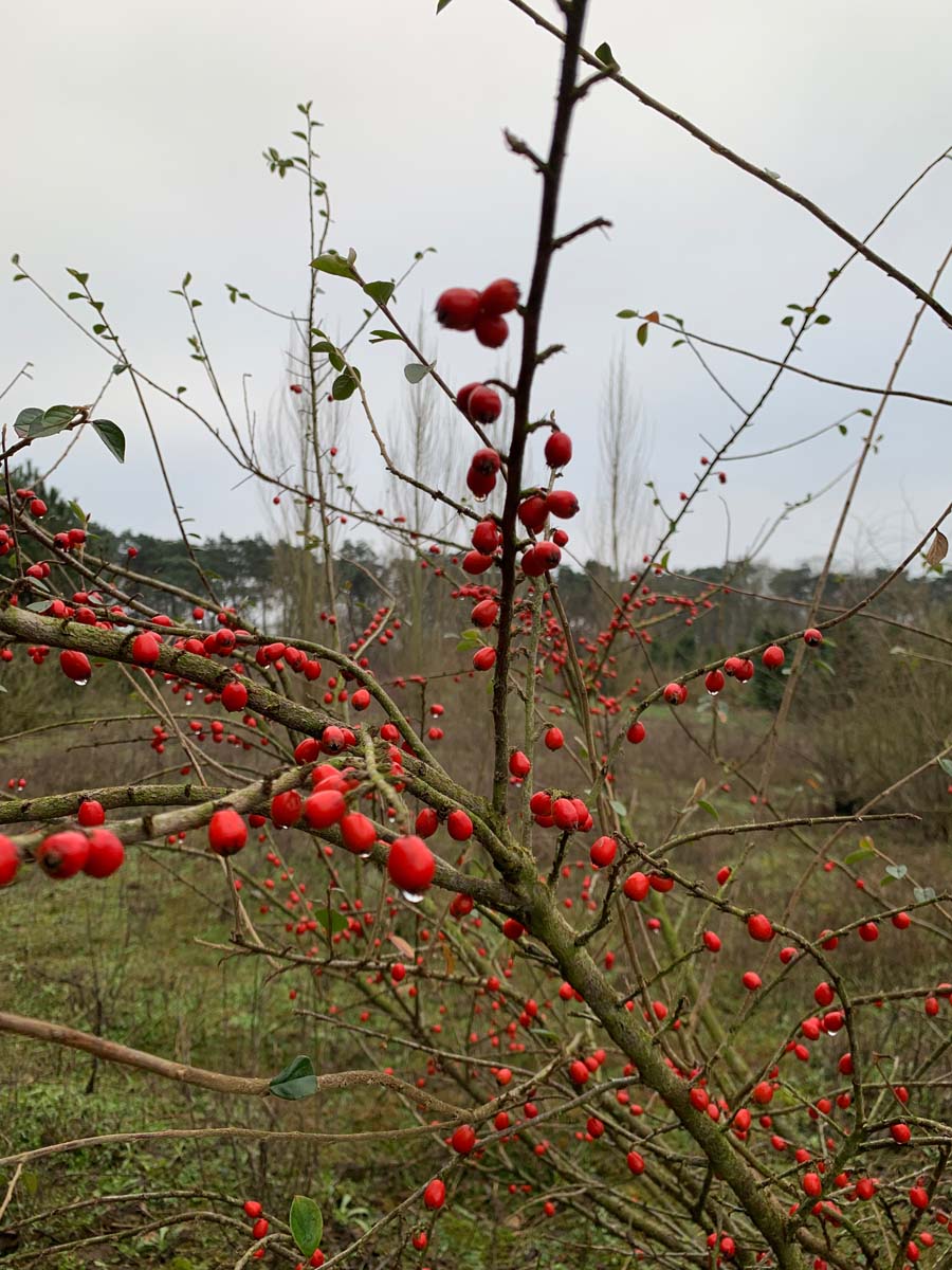 Cotoneaster simonsii haagplant bessen