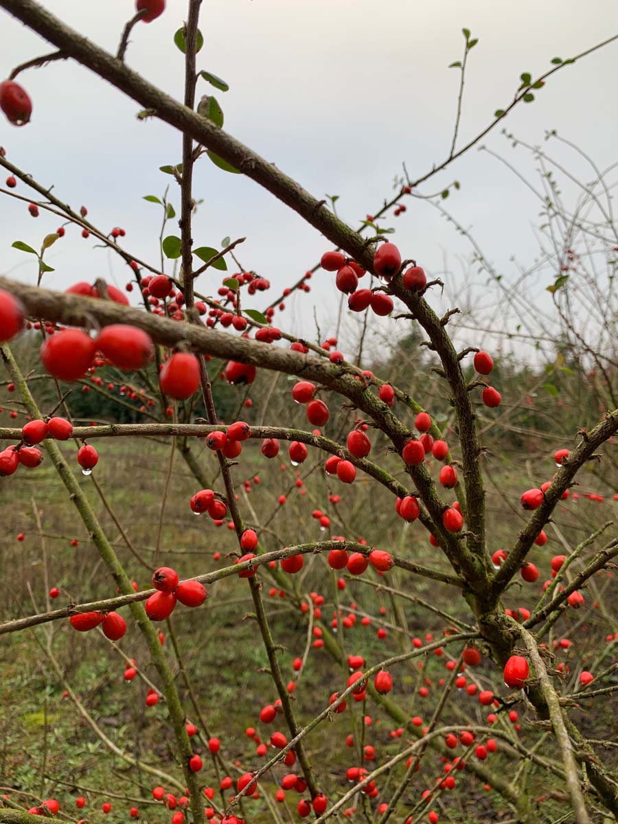 Cotoneaster simonsii haagplant bessen