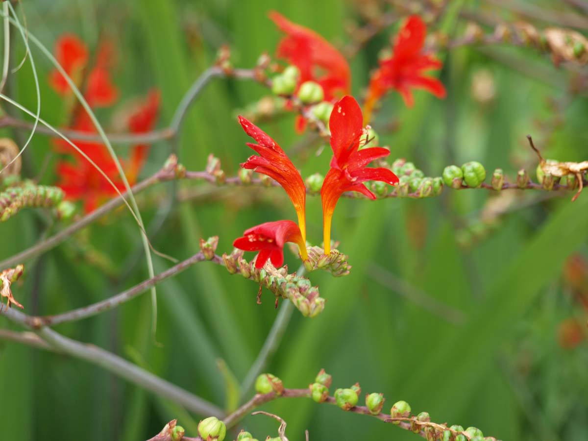 Crocosmia 'Lucifer' bloem