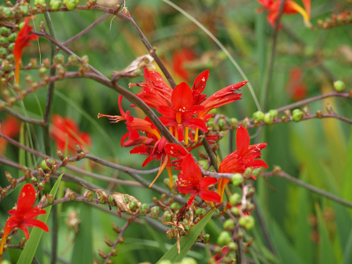 Crocosmia 'Lucifer' bloesem