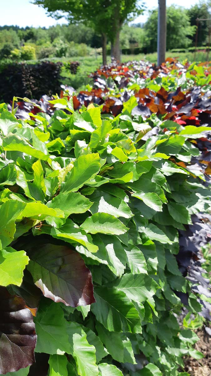 Fagus sylvatica haagplant haagplant