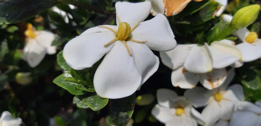 Gardenia jasminoides op stam bloem