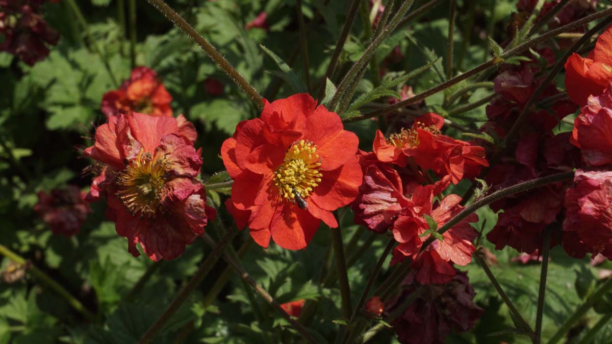 Geum chiloense 'Mrs Bradshaw' bloem
