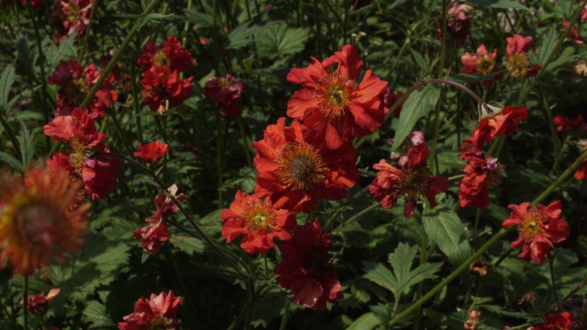 Geum chiloense 'Mrs Bradshaw' bloem