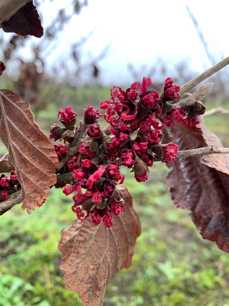Hamamelis intermedia 'Diane' meerstammig / struik herfstkleur