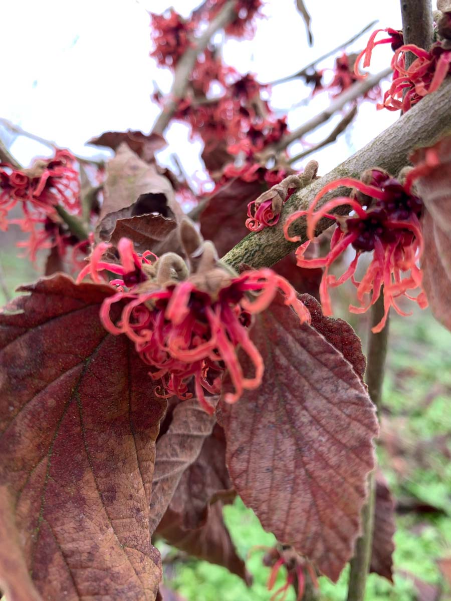 Hamamelis intermedia 'Feuerzauber' meerstammig / struik herfstkleur