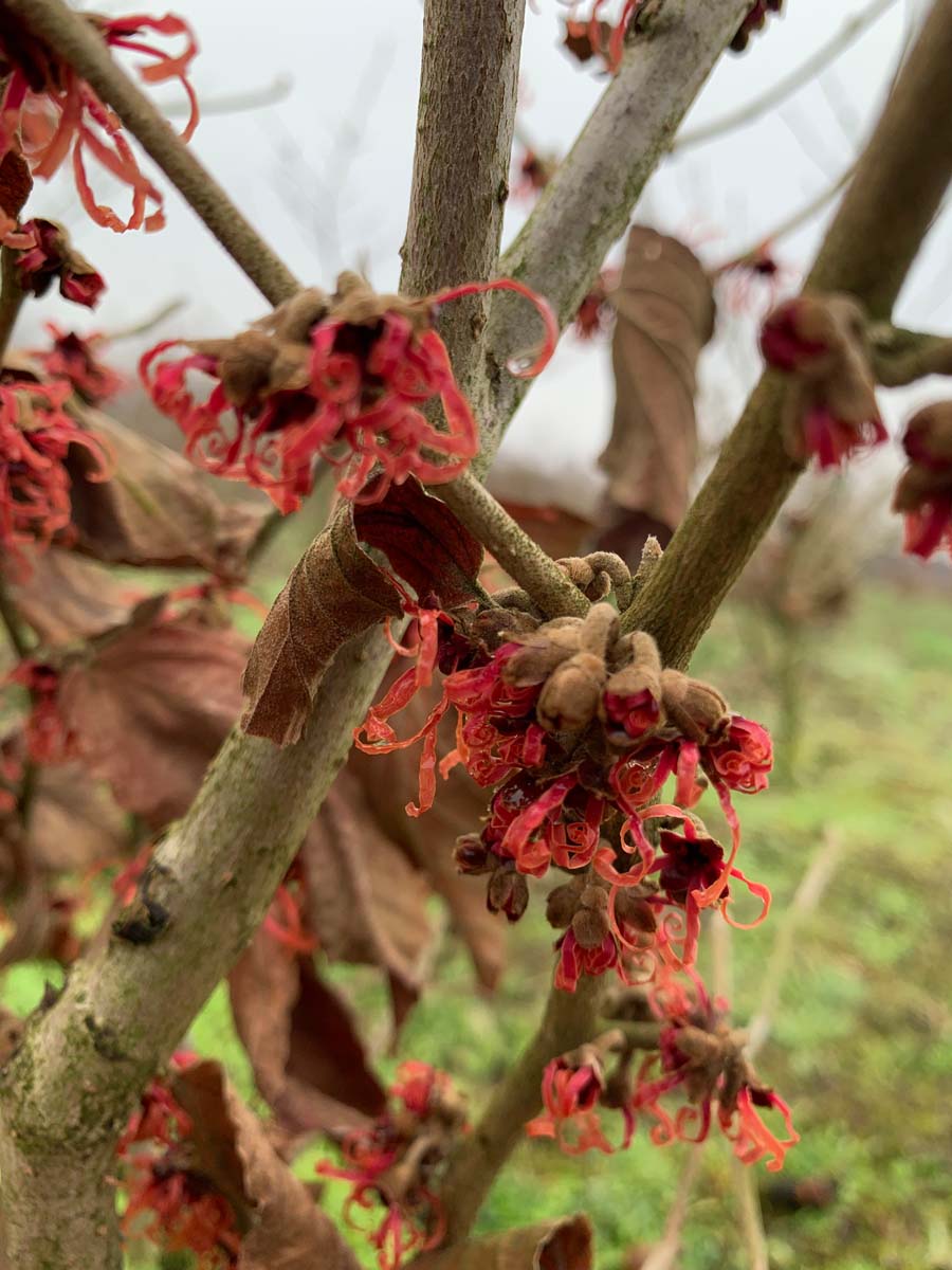 Hamamelis intermedia 'Feuerzauber' meerstammig / struik herfstkleur