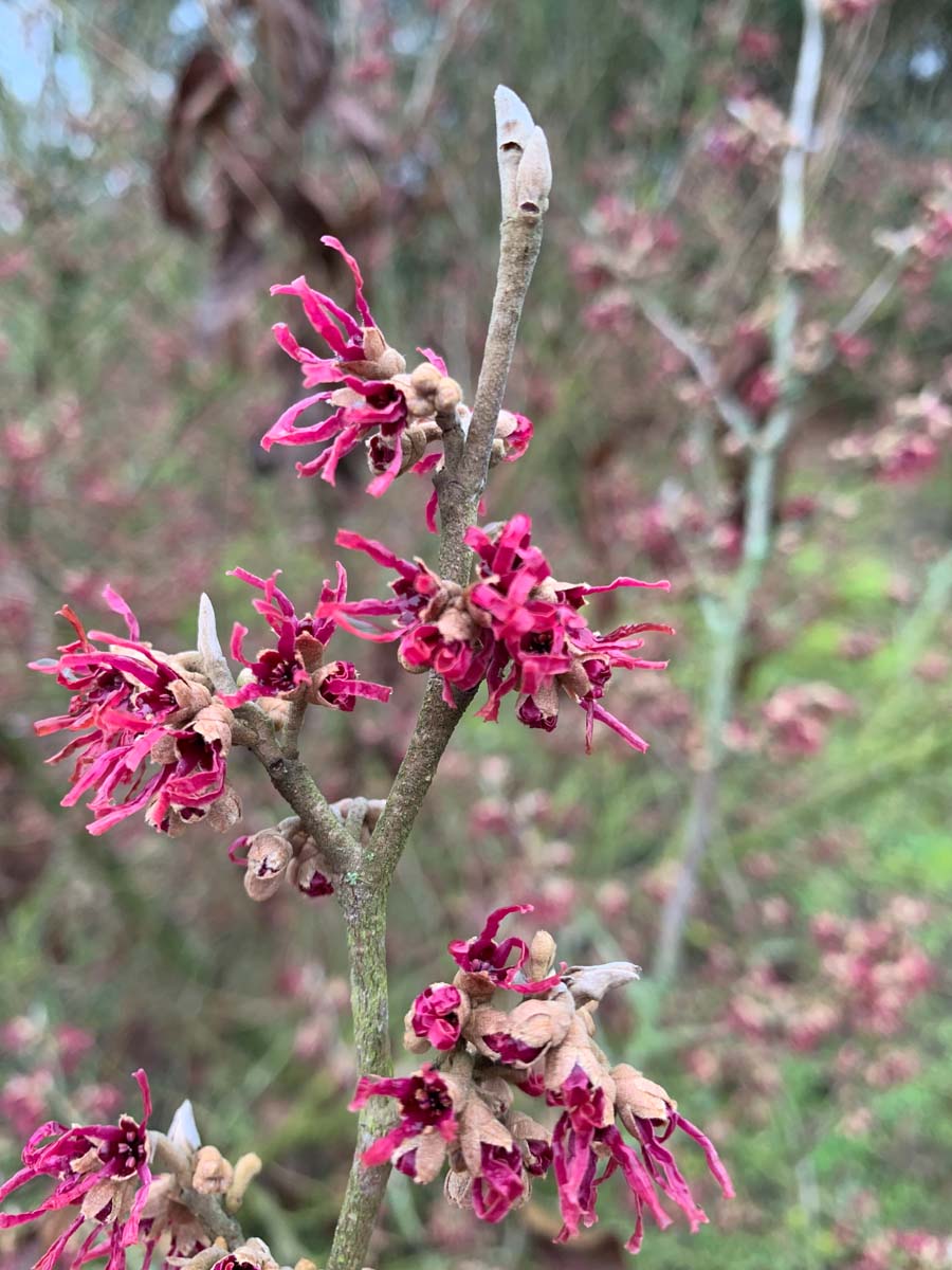 Hamamelis vernalis meerstammig / struik bloem