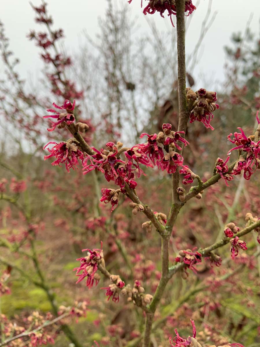 Hamamelis vernalis meerstammig / struik herfstkleur