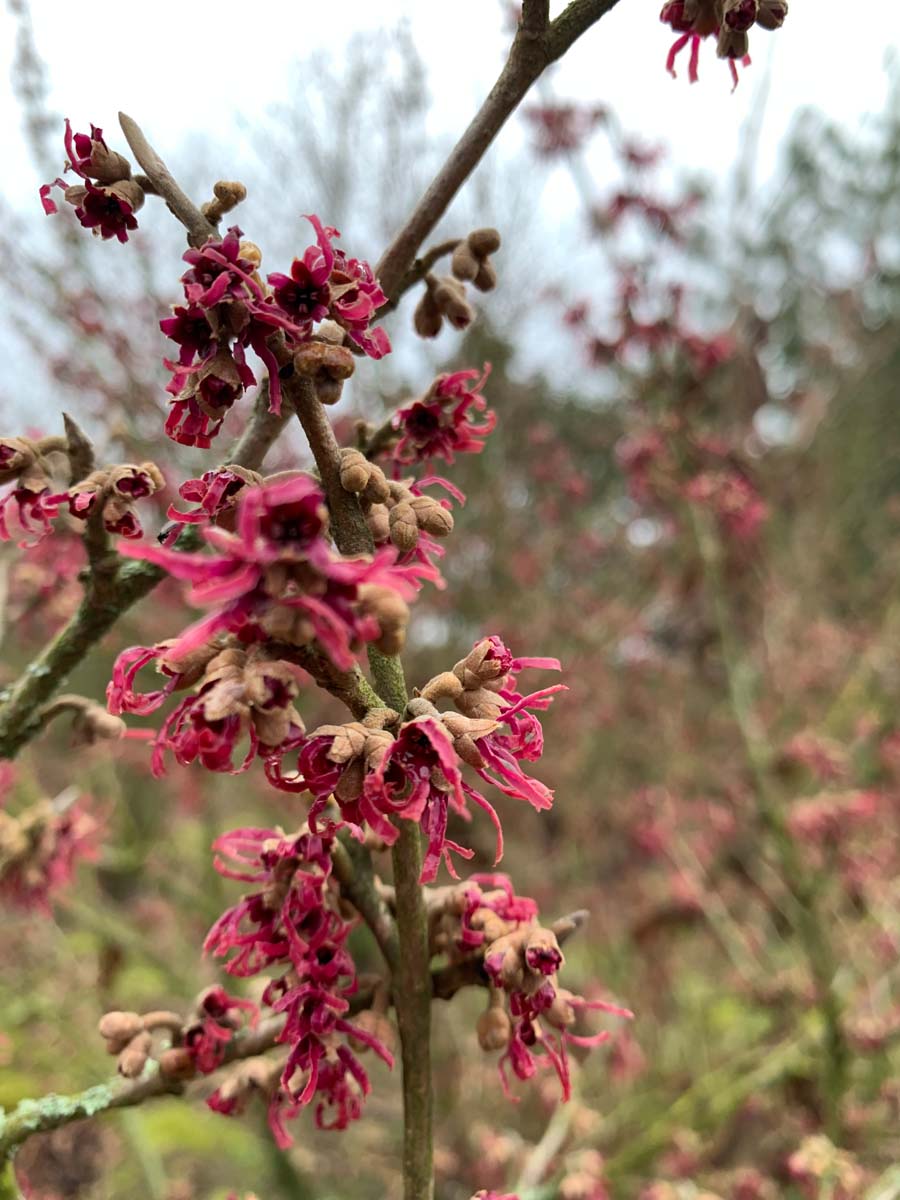 Hamamelis vernalis meerstammig / struik bloem