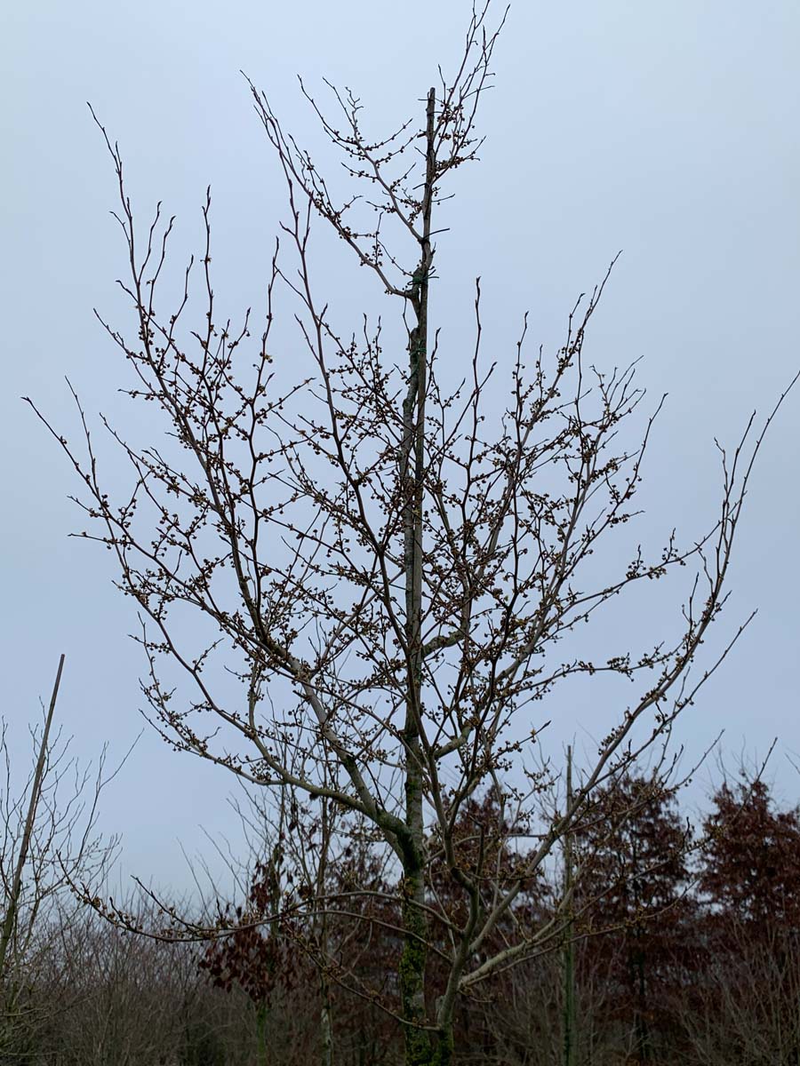 Hamamelis virginiana op stam winter