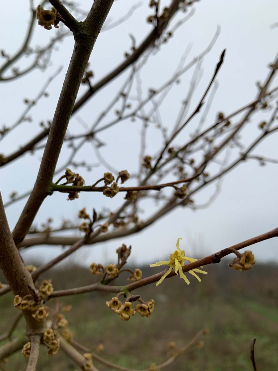 Hamamelis virginiana haagplant bloem
