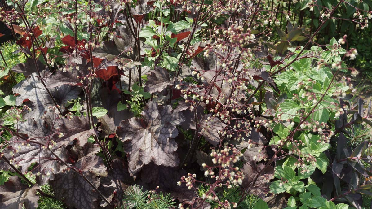 Heuchera micrantha 'Palace Purple' bloem