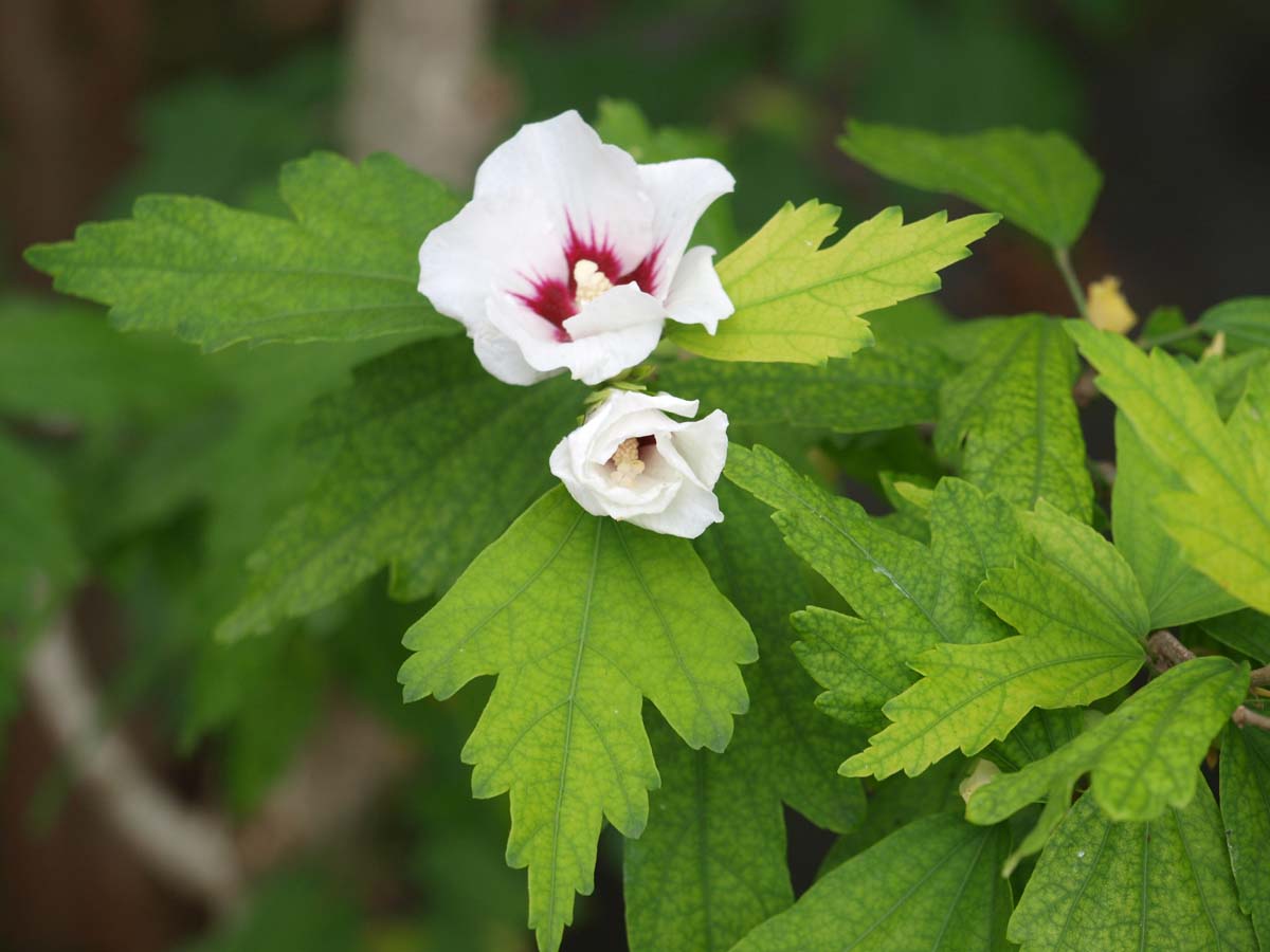 Hibiscus syriacus 'Red Heart' op stam blad