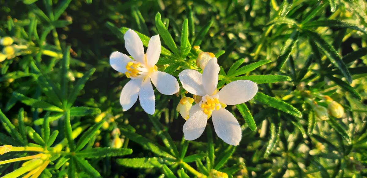 Choisya ternata 'Londaz' bloem