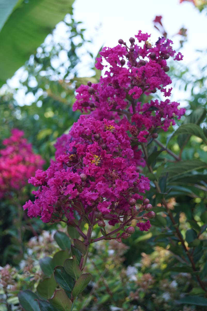 Lagerstroemia indica Tuinplanten bloesem