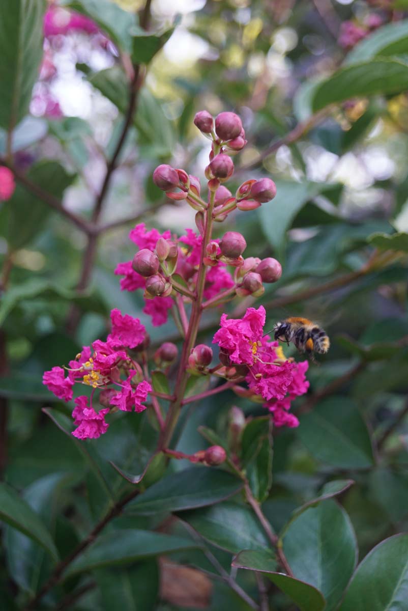 Lagerstroemia indica meerstammig / struik biodiversiteit