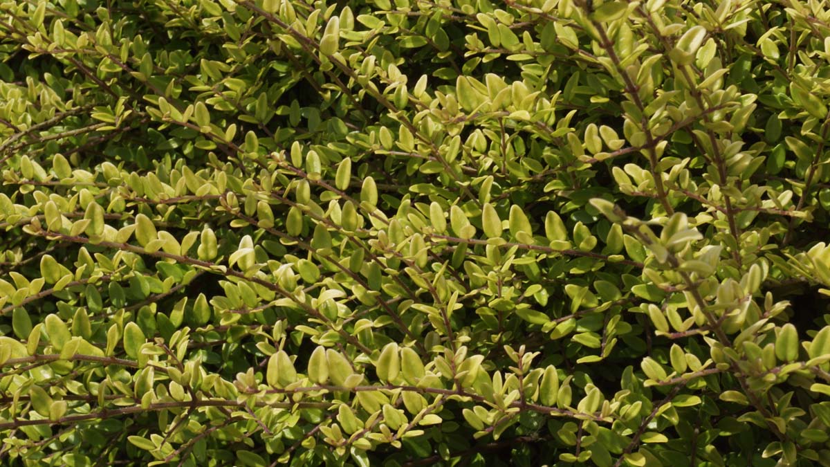 Lonicera nitida haagplant blad