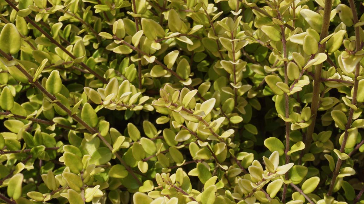 Lonicera nitida haagplant twijg