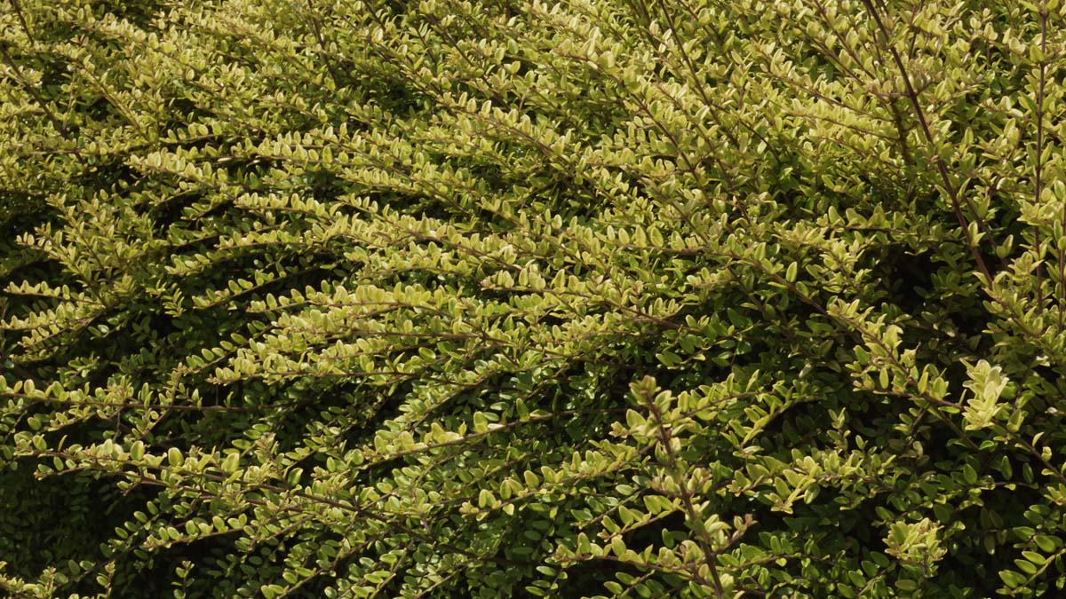 Lonicera nitida Tuinplanten twijg