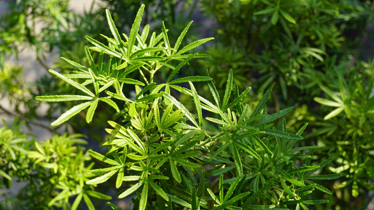 Choisya ternata 'Londaz' Tuinplanten