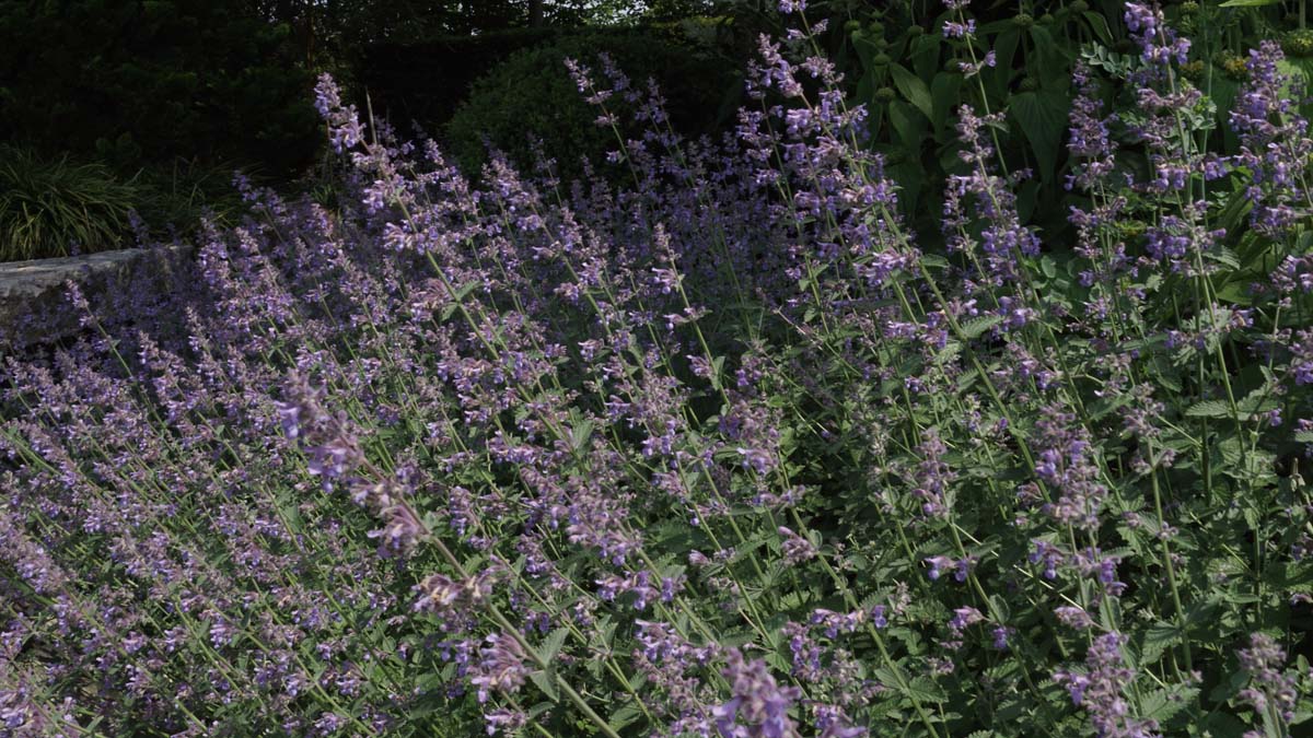 Nepeta 'Walker's Low' bloem
