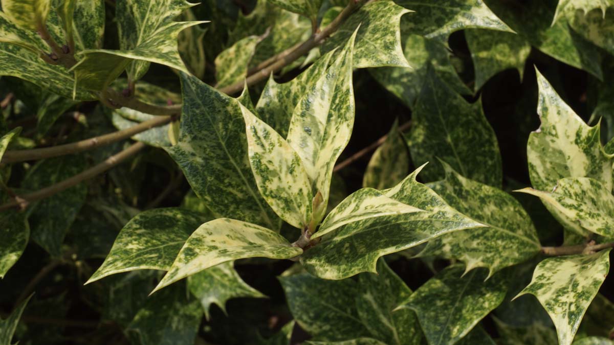 Osmanthus heterophyllus 'Variegatus' blad