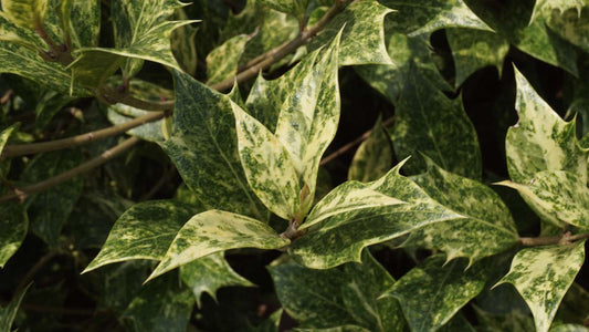 Osmanthus heterophyllus 'Variegatus' blad