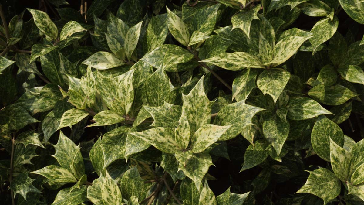 Osmanthus heterophyllus 'Variegatus' blad