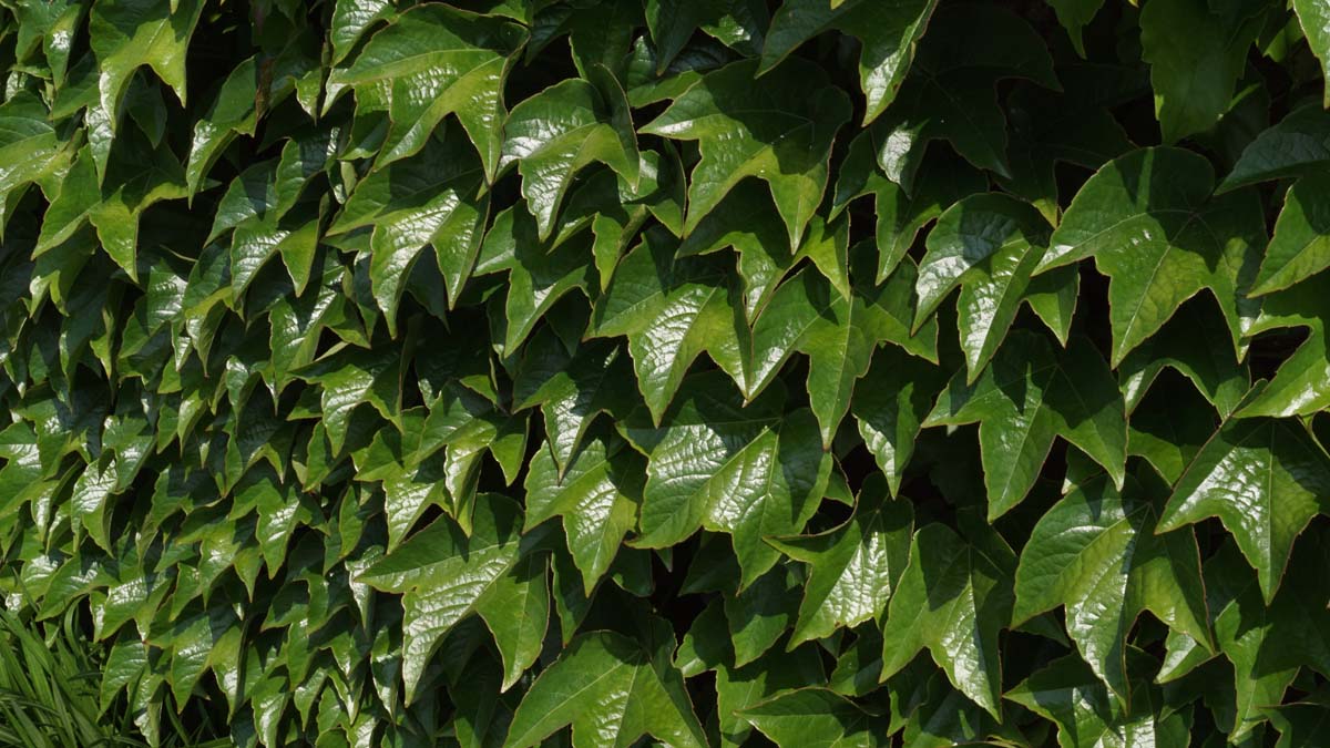 Parthenocissus quinquefolia Tuinplanten bladeren
