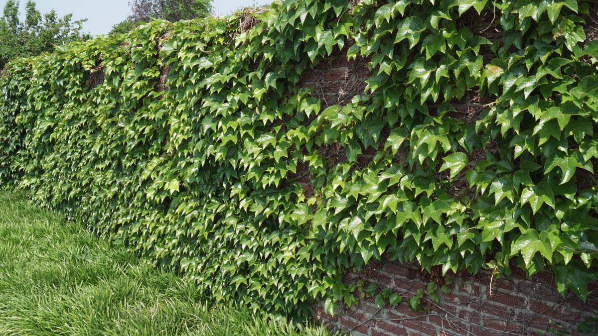 Parthenocissus quinquefolia Tuinplanten bladeren