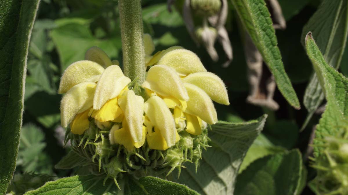 Phlomis russeliana bloem