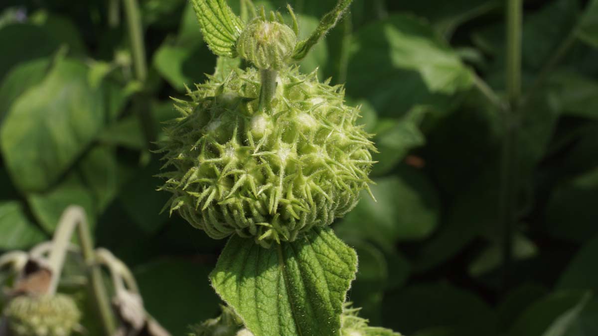 Phlomis russeliana bloem