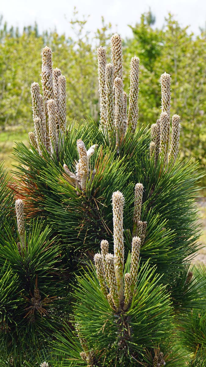 Pinus thunbergii 'Thunderhead' Tuinplanten kegel