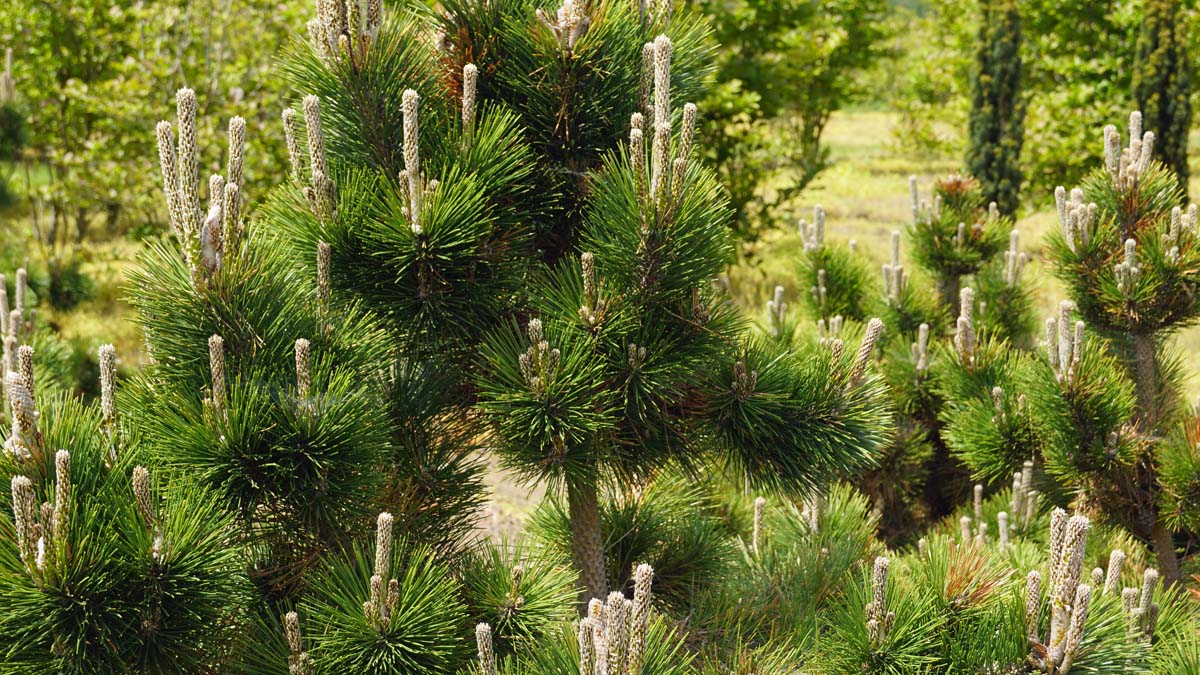 Pinus thunbergii 'Thunderhead' kegel
