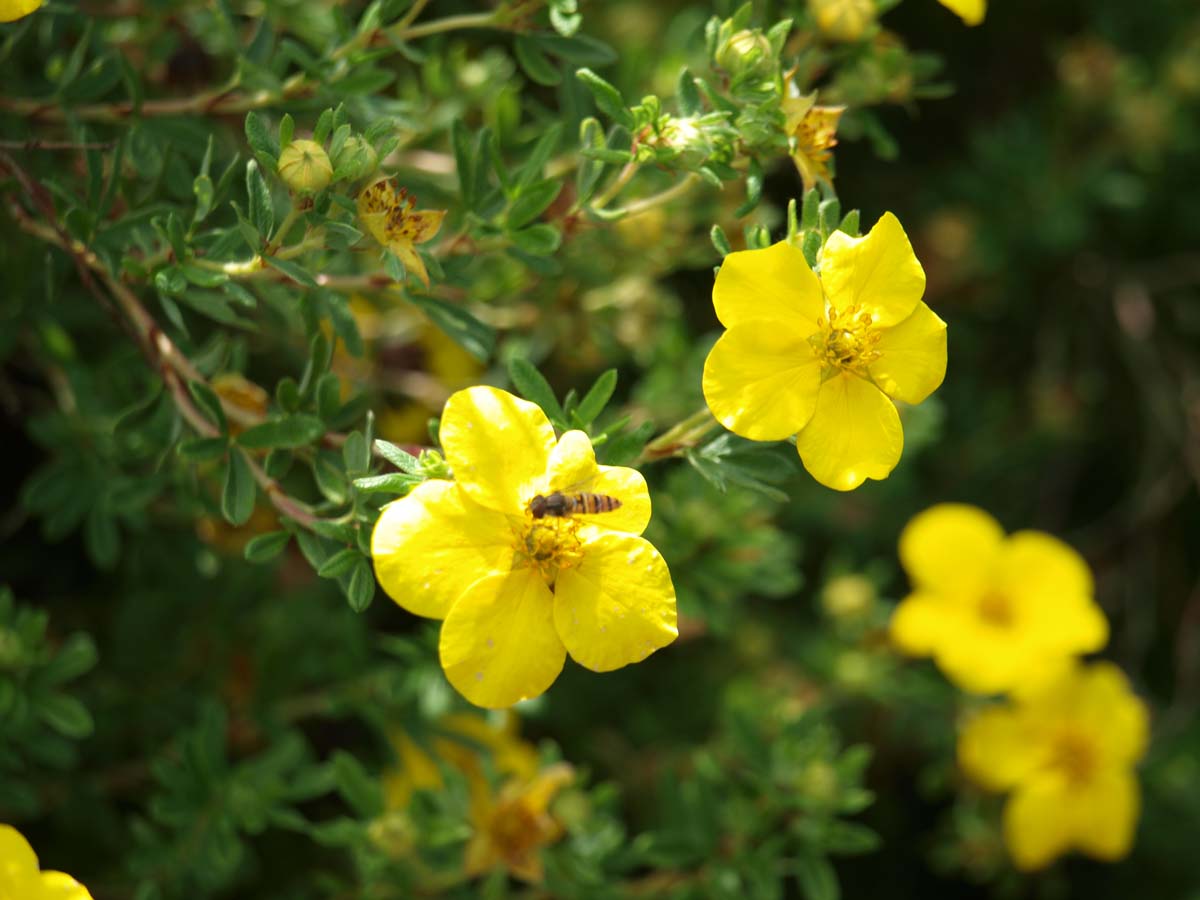 Potentilla fruticosa 'Goldfinger' haagplant biodiversiteit