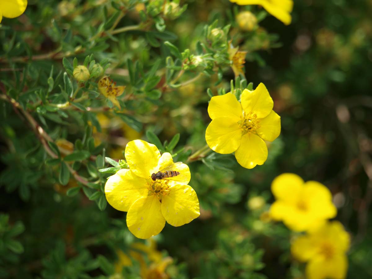Potentilla fruticosa 'Goldfinger' haagplant bloem