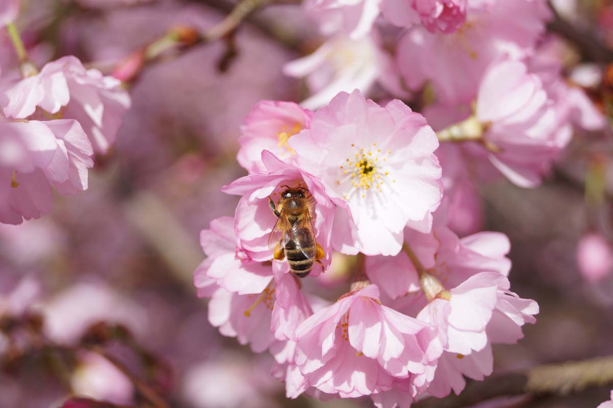 Prunus 'Accolade' op stam biodiversiteit
