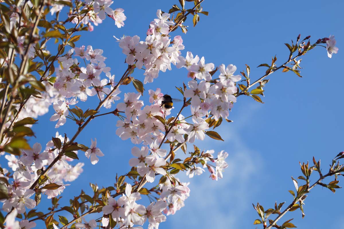 Prunus 'Pandora' solitair biodiversiteit