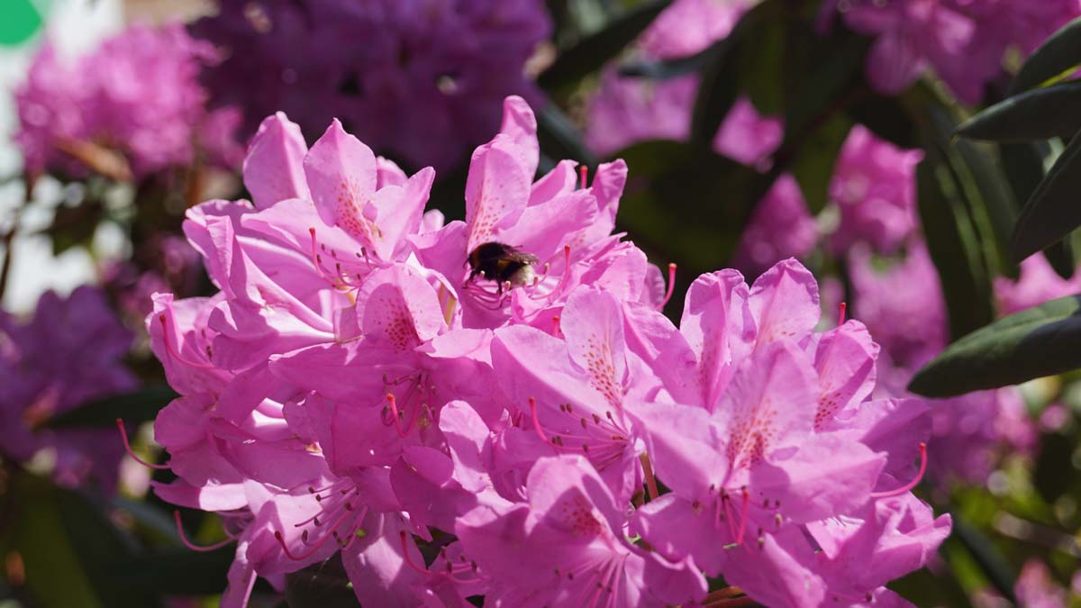 Rhododendron 'Roseum Elegans' biodiversiteit