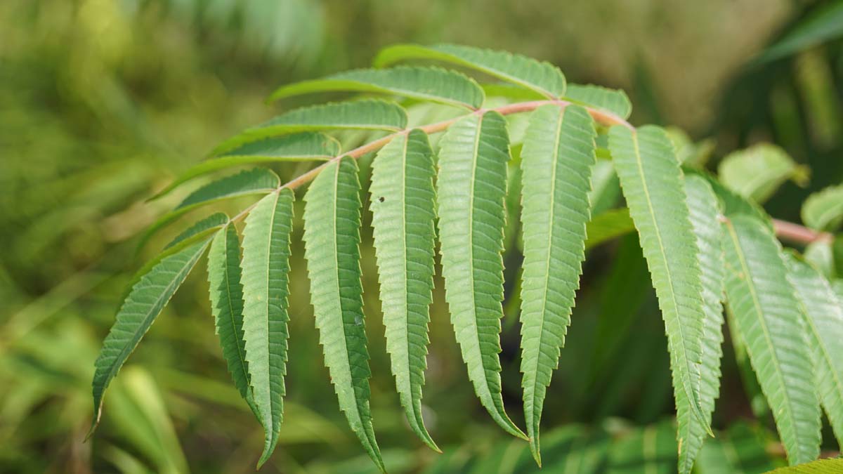 Rhus typhina op stam blad
