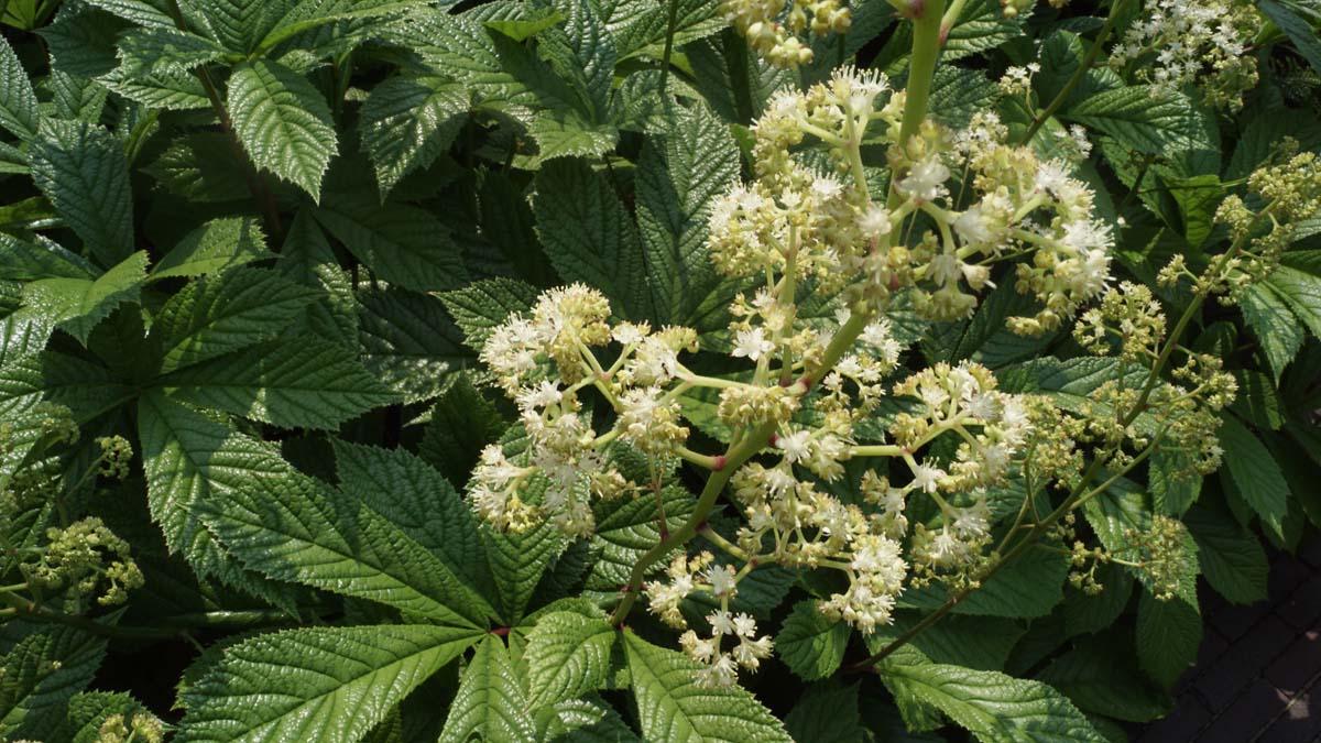 Rodgersia aesculifolia bloem