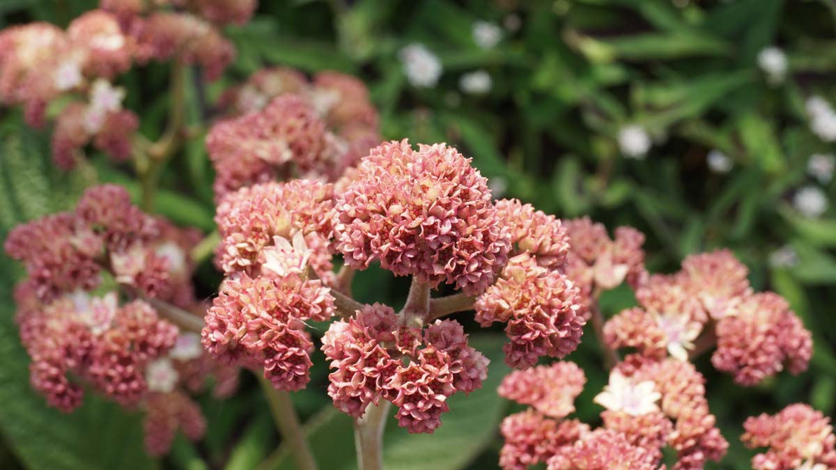 Rodgersia pinnata bloesem