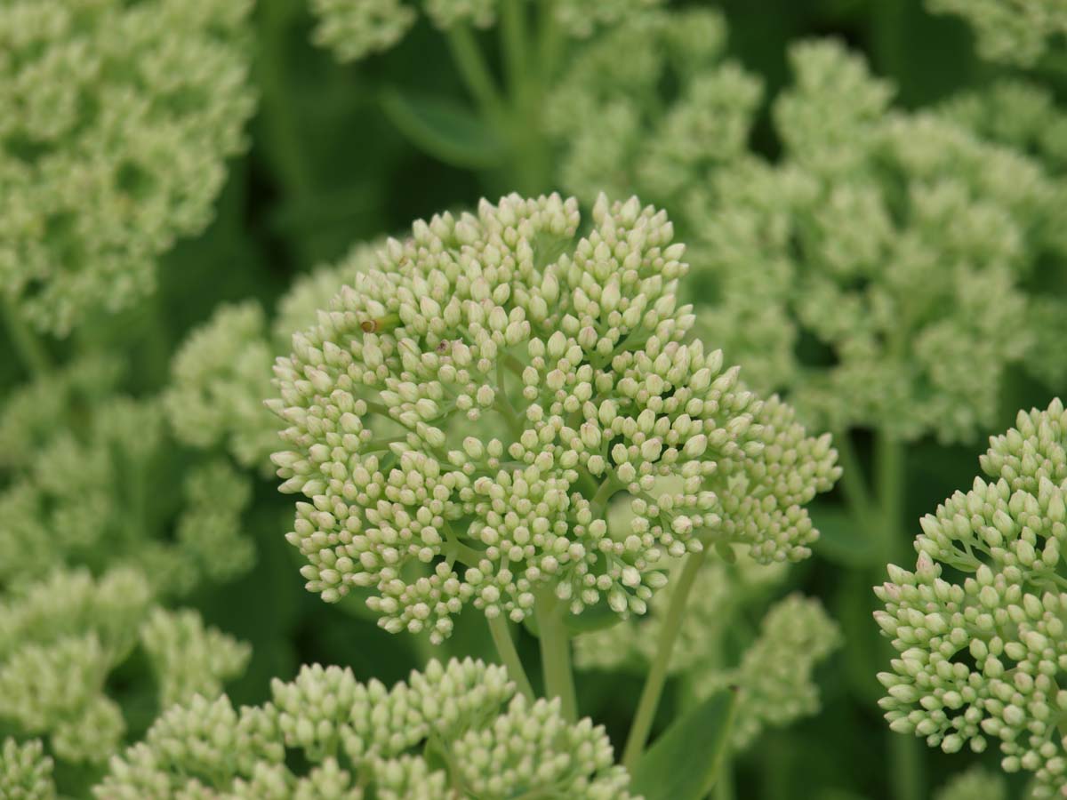 Sedum 'Herbstfreude' bloem