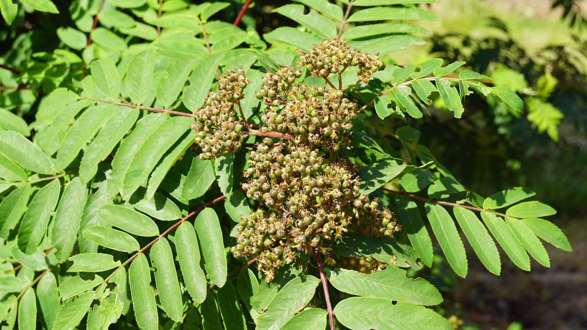 Sorbus vilmorinii op stam bes