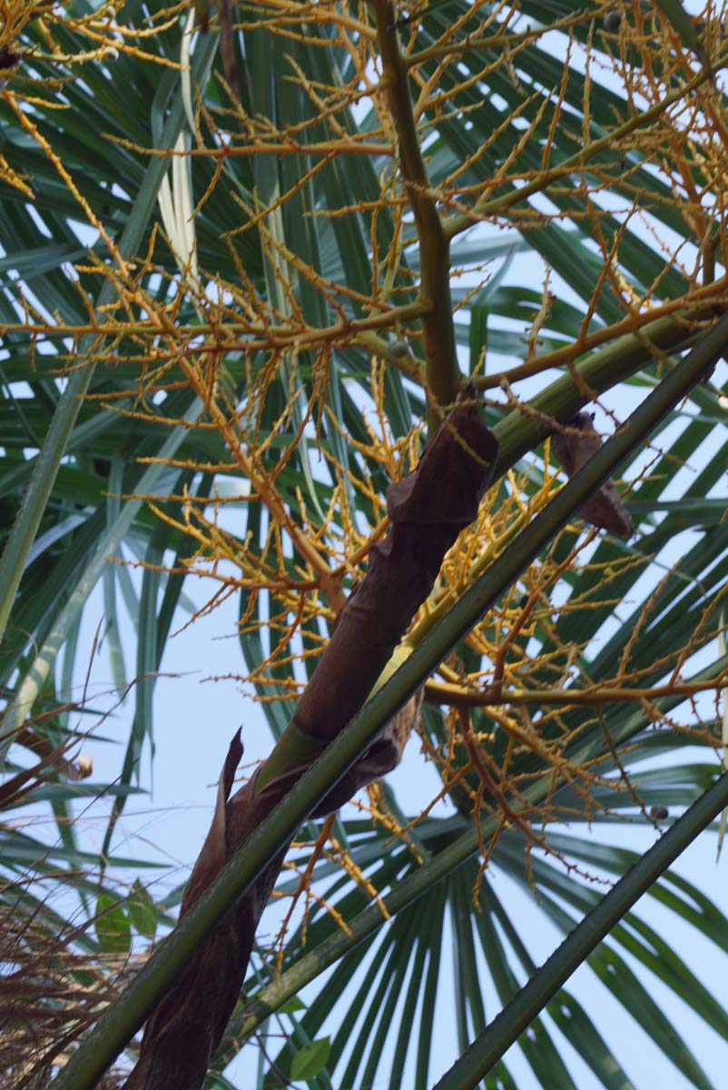 Trachycarpus fortunei solitair bloem