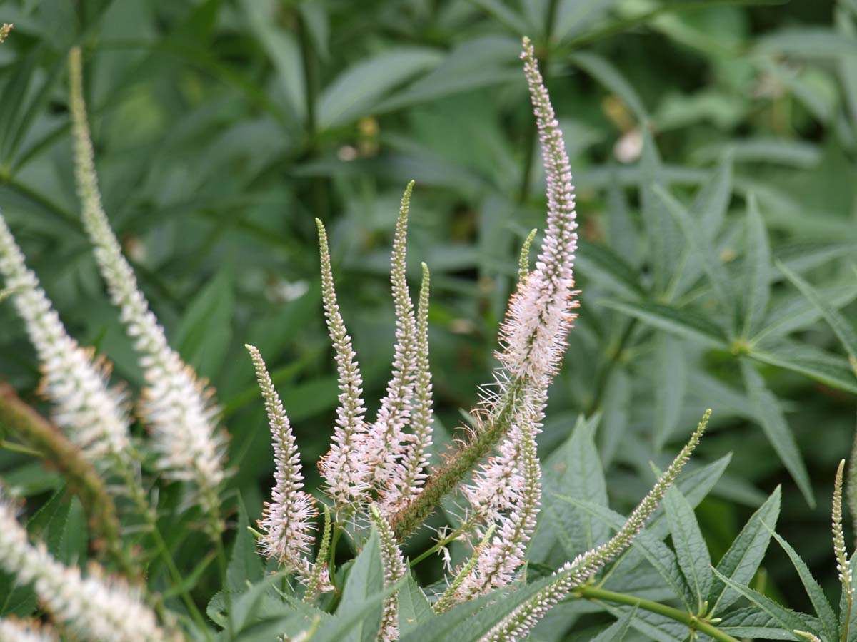 Veronicastrum virginicum 'Album' bloem