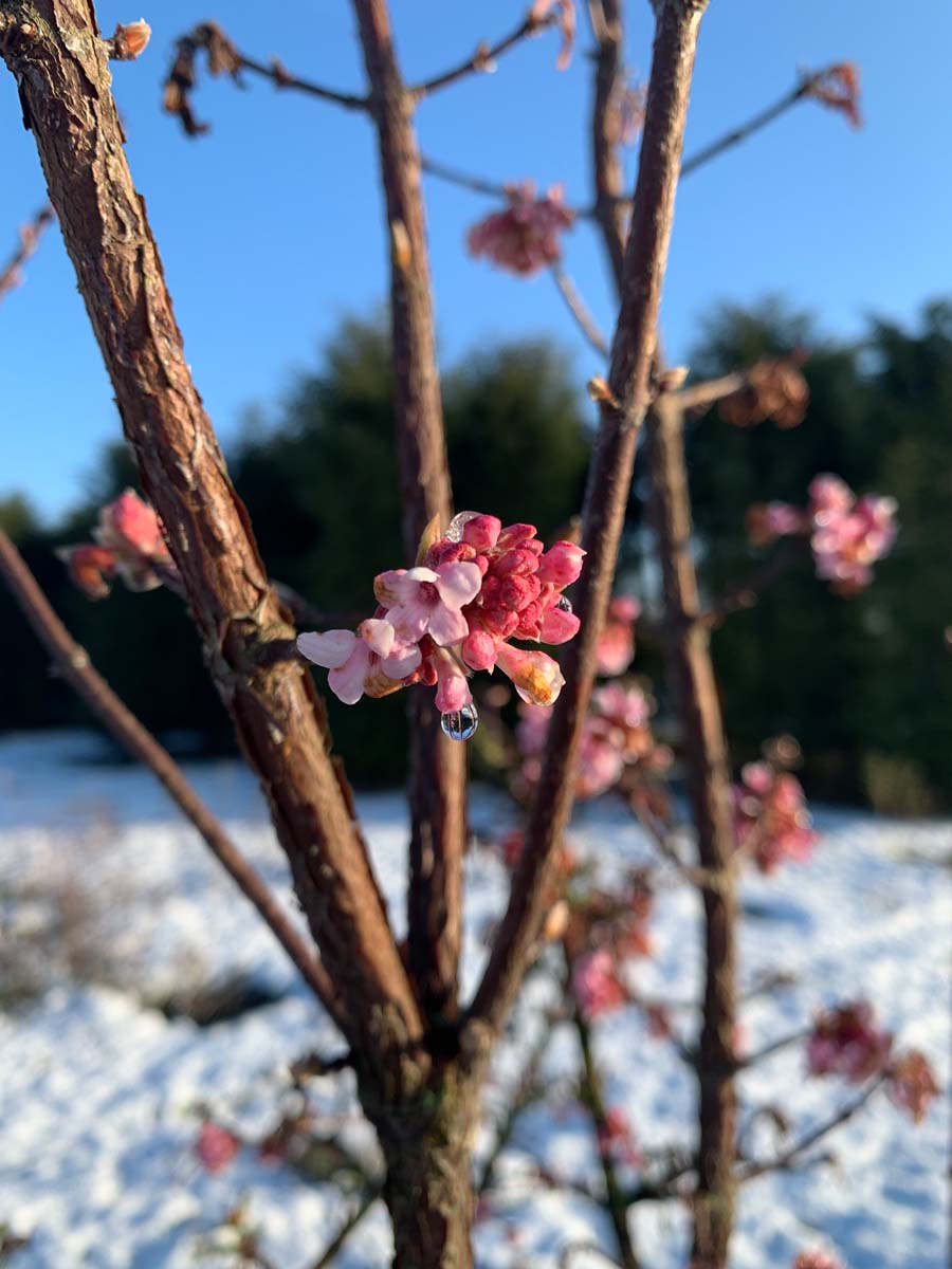 Viburnum farreri herfstkleur