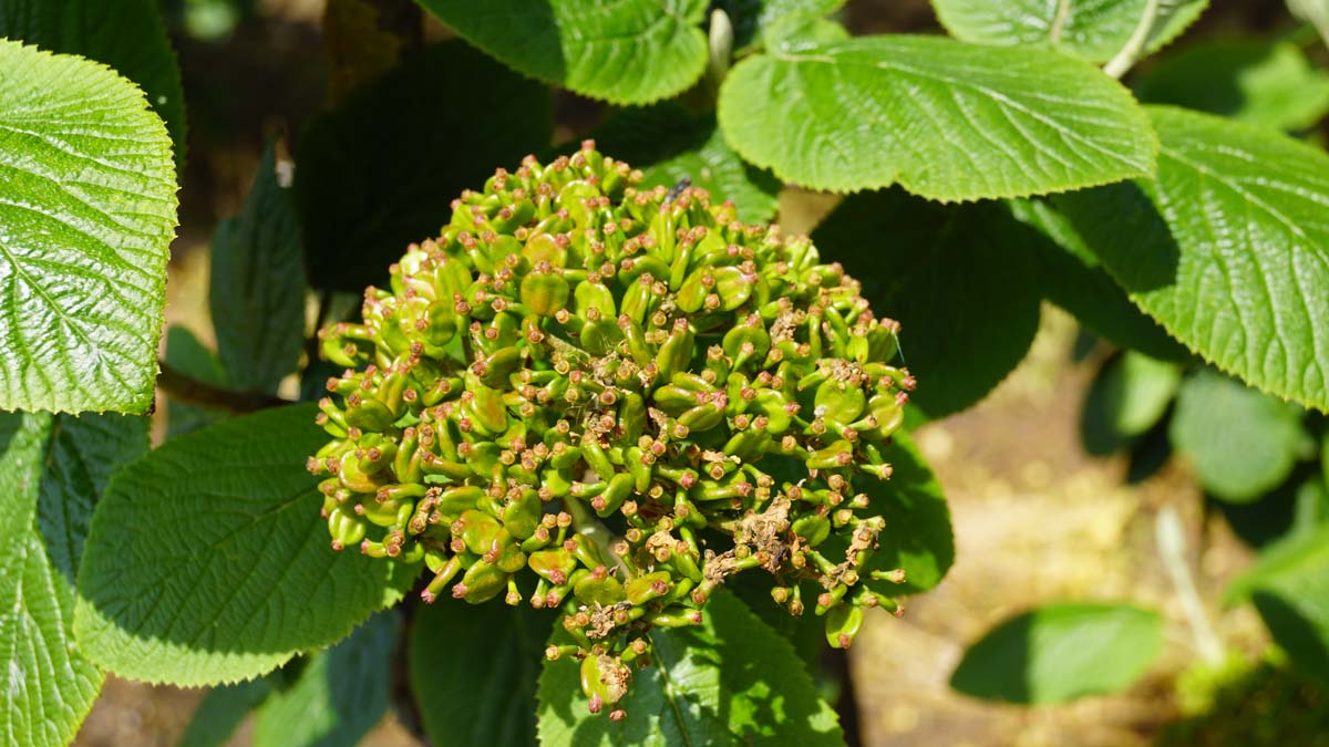 Viburnum lantana bloem