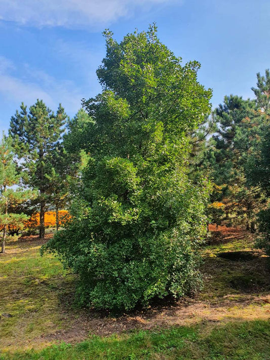 Acer monspessulanum solitair solitair
